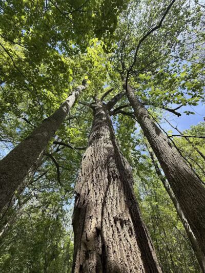 Paw Paw River County Park - Watervliet,