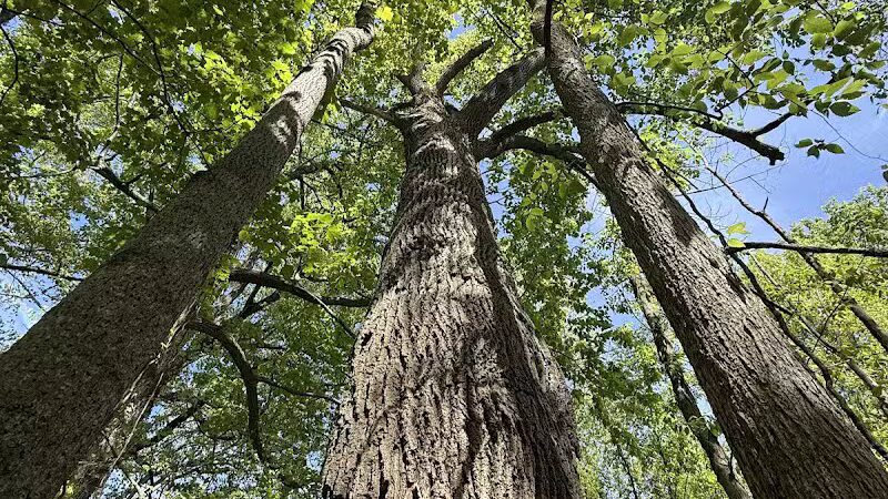 Paw Paw River County Park - Watervliet,