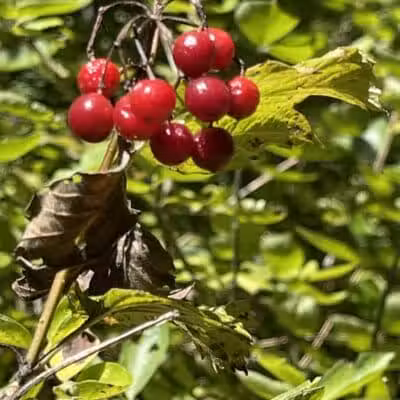 Paw Paw River County Park - Watervliet,