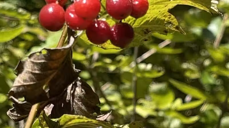 Paw Paw River County Park - Watervliet,