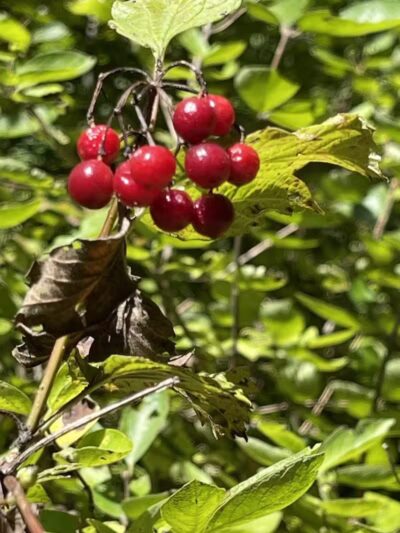Paw Paw River County Park - Watervliet,