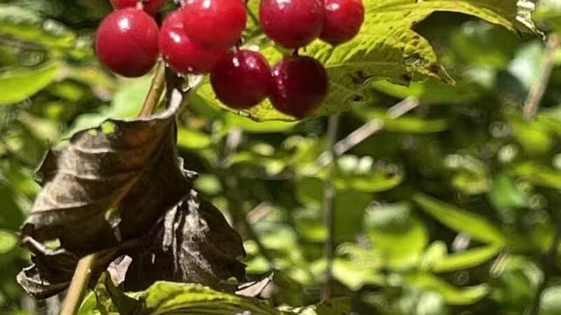 Paw Paw River County Park - Watervliet,