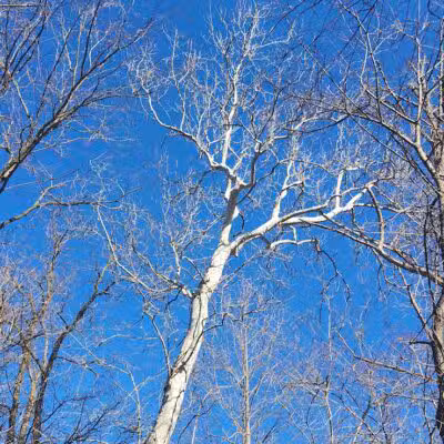 Paw Paw River County Park - Watervliet,