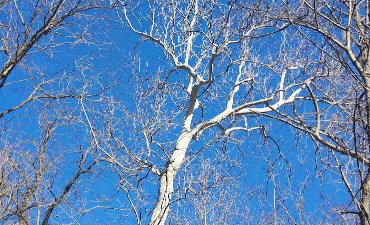 Paw Paw River County Park - Watervliet,