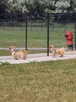 Doc Nelson Dog Park - Watford City, ND