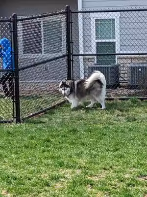 Trailside Dog Park - Waukee, IA