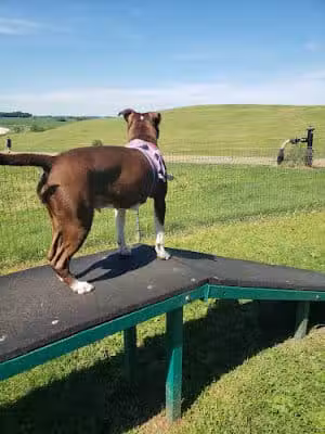Middleton Dog Park - Waunakee, WI