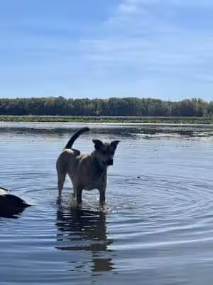 Yahara Heights Dog Park - Waunakee, WI
