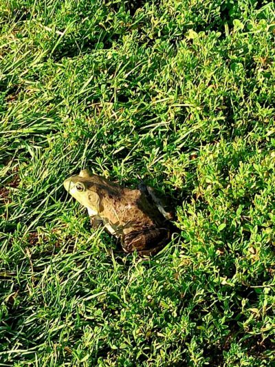 Yahara Heights Dog Park - Waunakee, WI