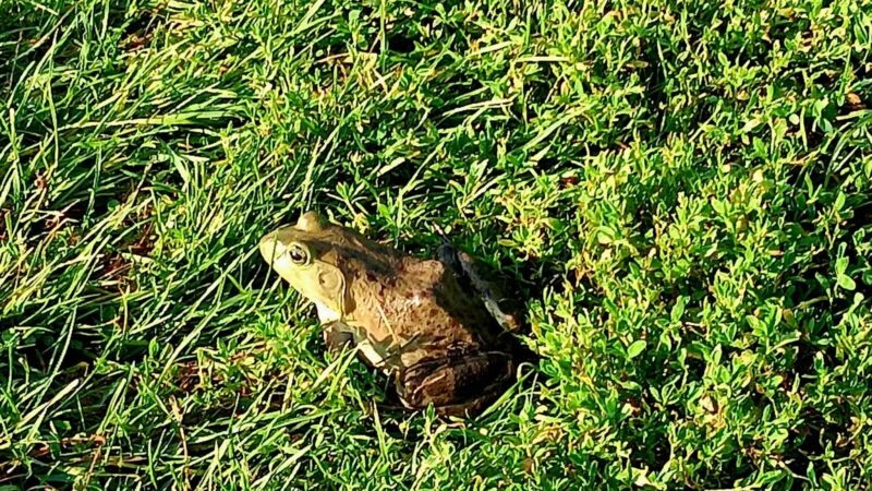 Yahara Heights Dog Park - Waunakee, WI