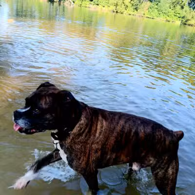Yahara Heights Dog Park - Waunakee, WI
