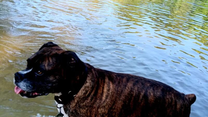 Yahara Heights Dog Park - Waunakee, WI