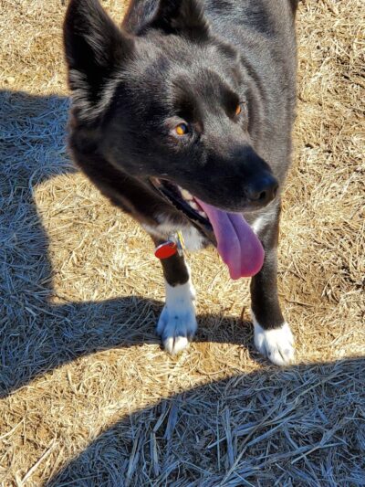 Tails & Trails Off-Leash Dog Park - Waupaca, WI