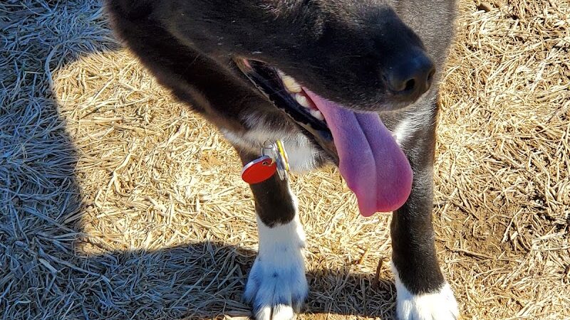 Tails & Trails Off-Leash Dog Park - Waupaca, WI
