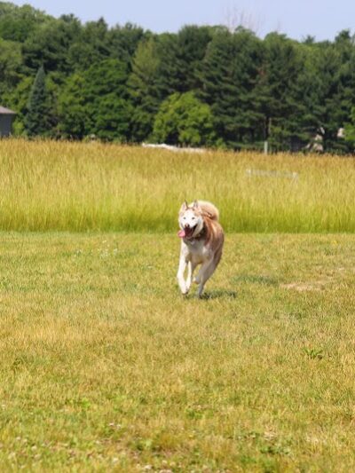 Tails & Trails Off-Leash Dog Park - Waupaca, WI