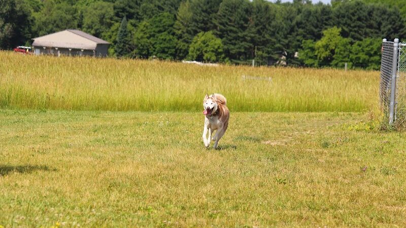 Tails & Trails Off-Leash Dog Park - Waupaca, WI