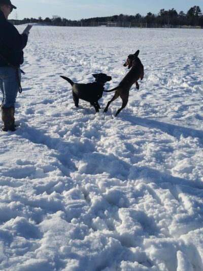Tails & Trails Off-Leash Dog Park - Waupaca, WI