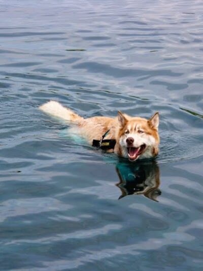 Tails & Trails Off-Leash Dog Park - Waupaca, WI