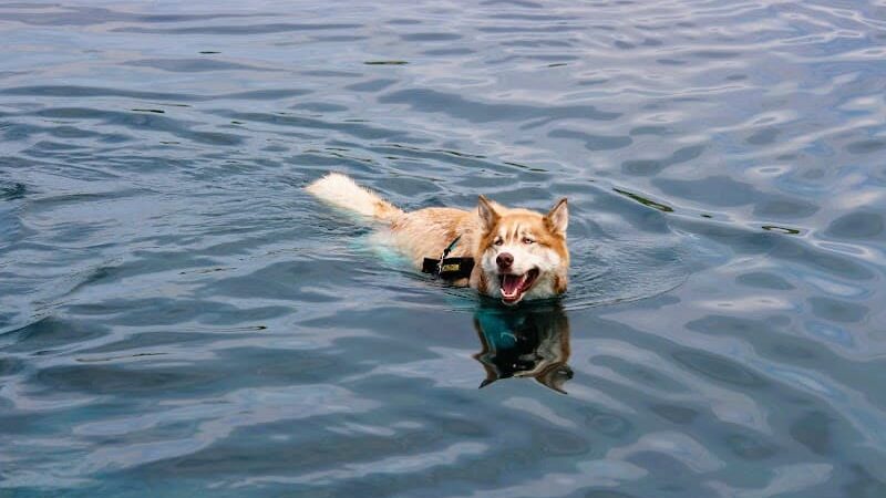 Tails & Trails Off-Leash Dog Park - Waupaca, WI