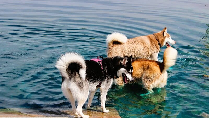 Tails & Trails Off-Leash Dog Park - Waupaca, WI