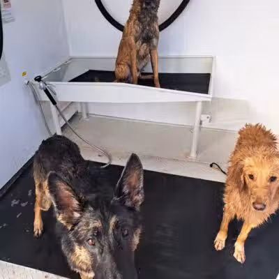 Fresh-N-Clean Pet Wash - Wayland,