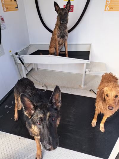 Fresh-N-Clean Pet Wash - Wayland,