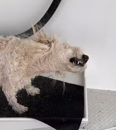 Fresh-N-Clean Pet Wash - Wayland,