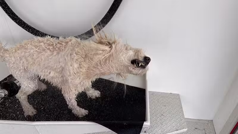 Fresh-N-Clean Pet Wash - Wayland,