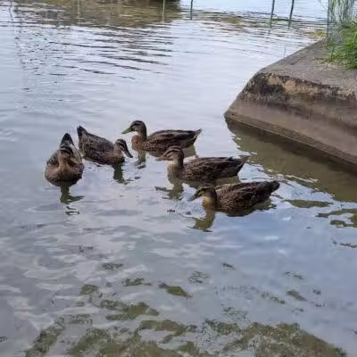 Gun Lake Park - Wayland,