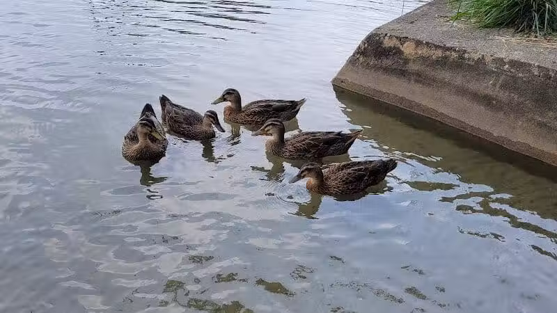 Gun Lake Park - Wayland,