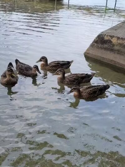 Gun Lake Park - Wayland,