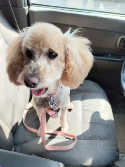 Pet Klips CDC - Wayland,