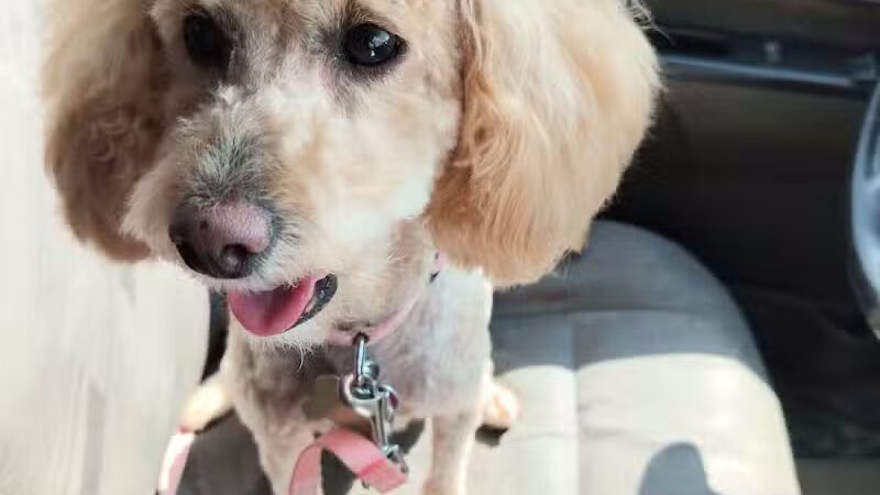 Pet Klips CDC - Wayland,