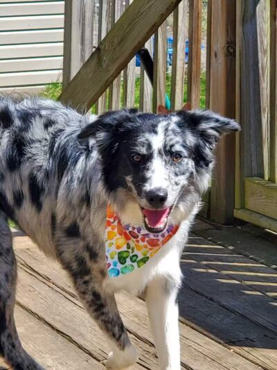 Pet Klips CDC - Wayland,