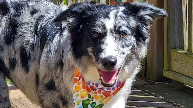 Pet Klips CDC - Wayland,