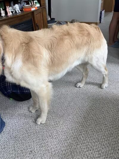 Pet Klips CDC - Wayland,