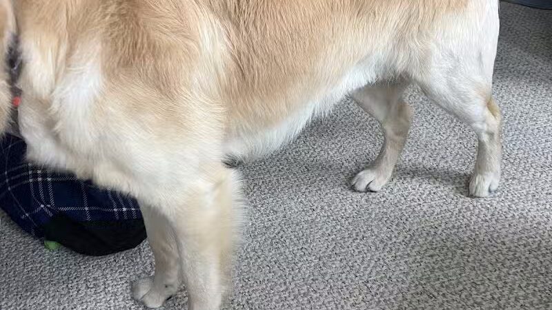 Pet Klips CDC - Wayland,