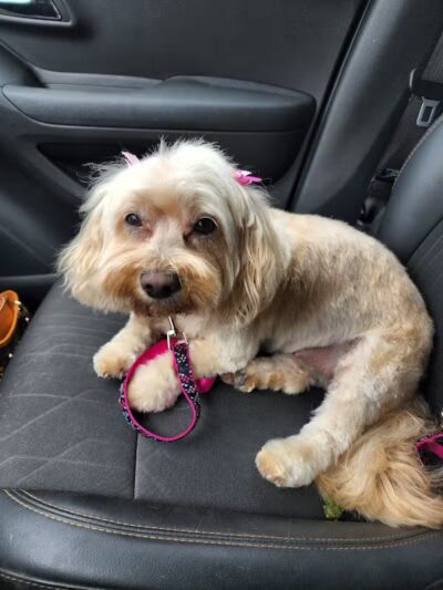 Pet Klips CDC - Wayland,