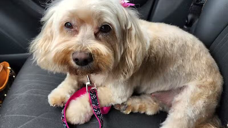 Pet Klips CDC - Wayland,