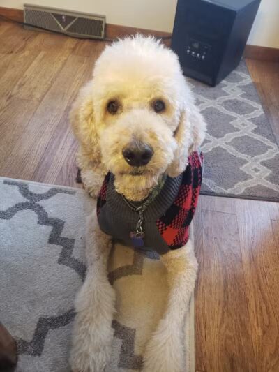 Pet Klips CDC - Wayland,