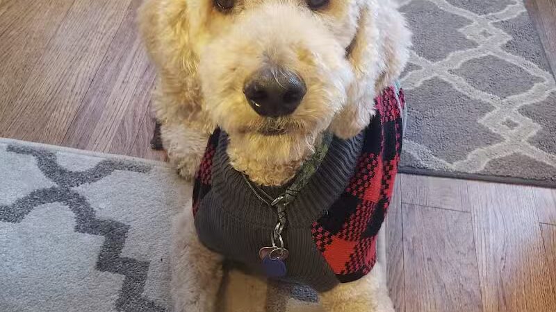 Pet Klips CDC - Wayland,