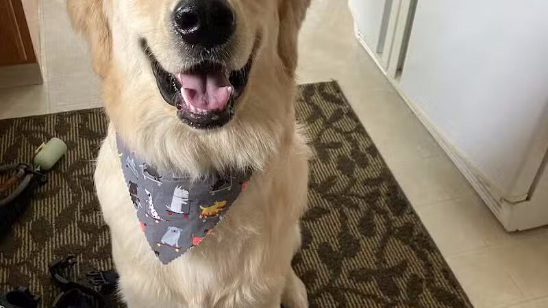 Pet Klips CDC - Wayland,