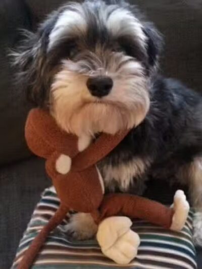 Pet Klips CDC - Wayland,