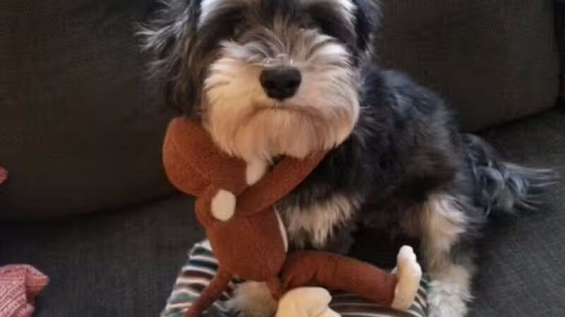 Pet Klips CDC - Wayland,