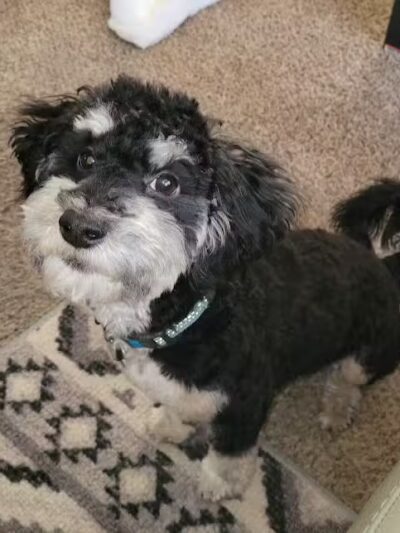 Pet Klips CDC - Wayland,