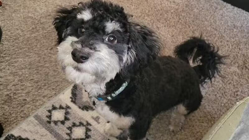 Pet Klips CDC - Wayland,