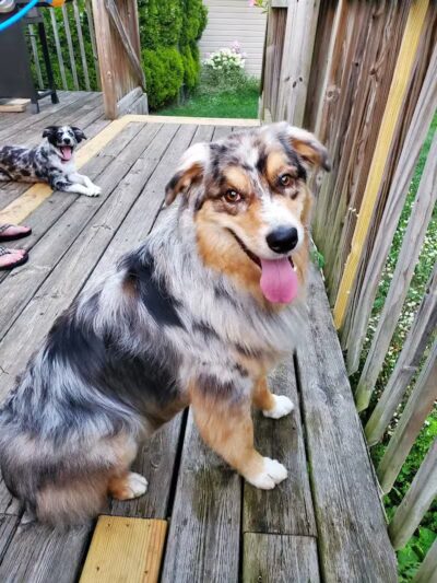 Pet Klips CDC - Wayland,