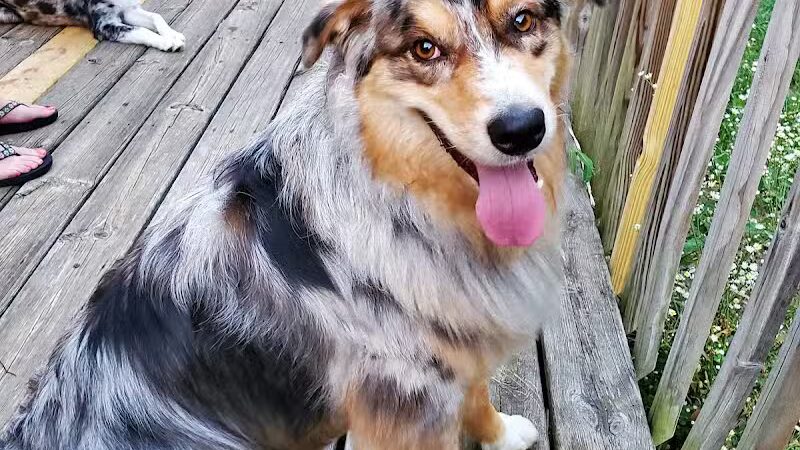 Pet Klips CDC - Wayland,