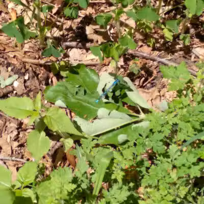 Rabbit River Trails - Wayland,