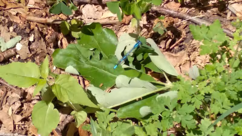 Rabbit River Trails - Wayland,